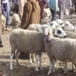 سوق إنزكان يعرف جدلا حول أسعار الأضاحي ومطالب بتشديد المراقبة على الجودة والوسطاء.