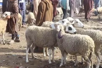 سوق إنزكان يعرف جدلا حول أسعار الأضاحي ومطالب بتشديد المراقبة على الجودة والوسطاء.