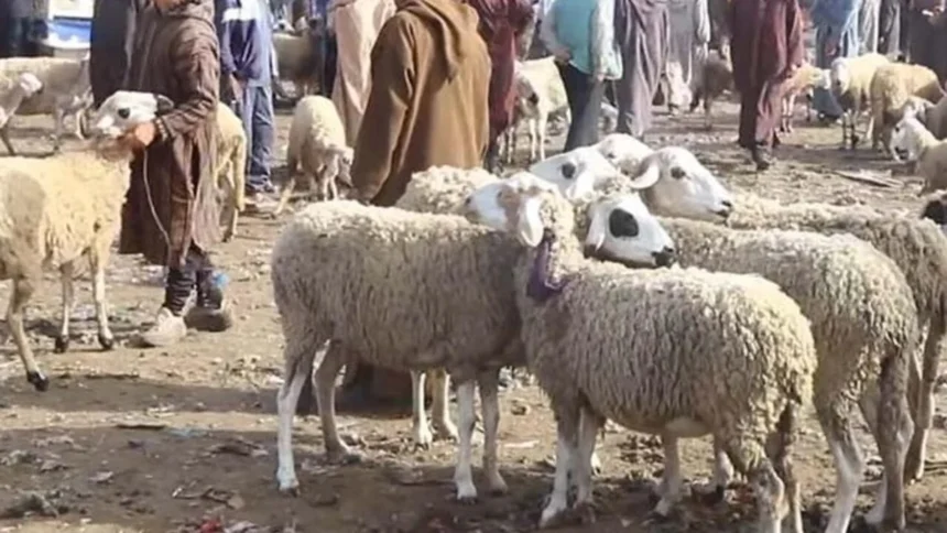 سوق إنزكان يعرف جدلا حول أسعار الأضاحي ومطالب بتشديد المراقبة على الجودة والوسطاء.