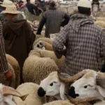 مواطنون يتفقدون أضاحي العيد داخل سوق للمواشي بالمغرب خلال حملات المراقبة