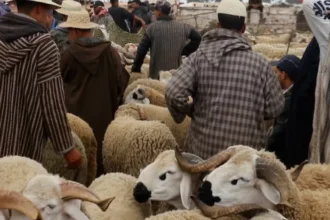 مواطنون يتفقدون أضاحي العيد داخل سوق للمواشي بالمغرب خلال حملات المراقبة
