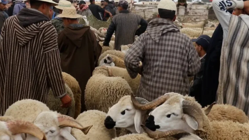 مواطنون يتفقدون أضاحي العيد داخل سوق للمواشي بالمغرب خلال حملات المراقبة