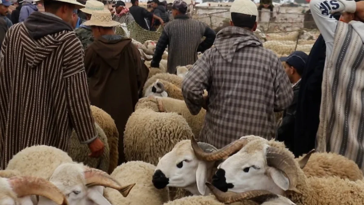 مواطنون يتفقدون أضاحي العيد داخل سوق للمواشي بالمغرب خلال حملات المراقبة