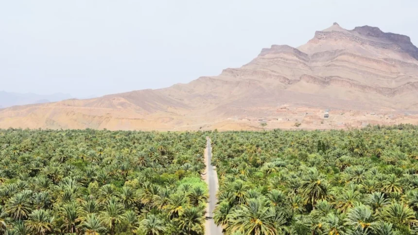 “الواحات بلا ماء لا مستقبل لها” فلاحو زاكورة يدقون ناقوس الخطر