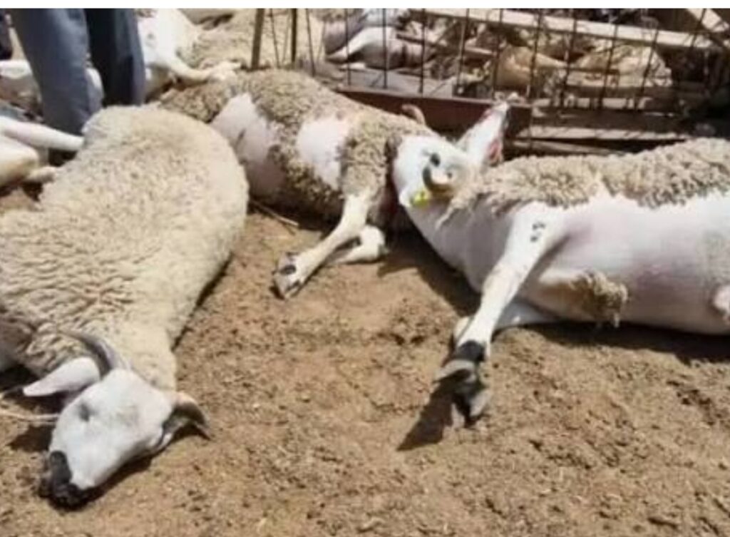 ليلة مأساوية في صفوف كسابة دوار “الخوادرة” بسبب كلاب ضالة