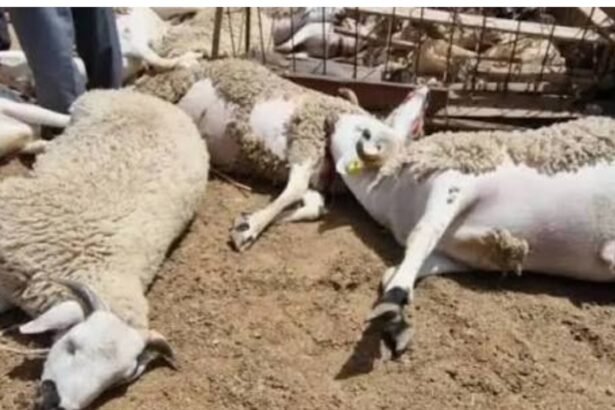 ليلة مأساوية في صفوف كسابة دوار "الخوادرة" بسبب كلاب ضالة