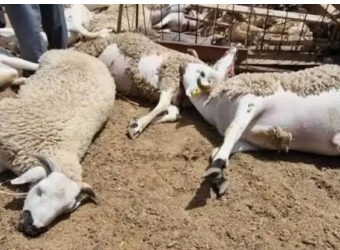 ليلة مأساوية في صفوف كسابة دوار "الخوادرة" بسبب كلاب ضالة