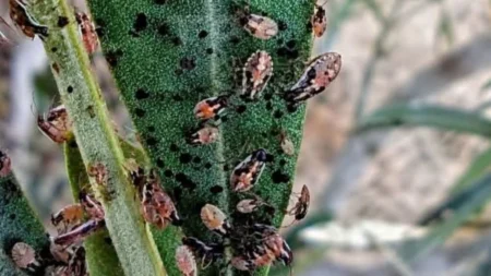 مرض مجهول يصيب أشجارا بإقليم تارودانت، ومتضررون ينشدون تدخلا لتفادي الخسائر arbres