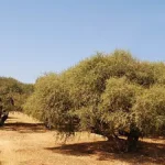 محمية الأركان بسوس ماسة وسط تحذيرات من تأثير مكافحة الجراد بالمبيدات