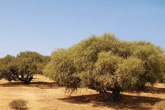 محمية الأركان بسوس ماسة وسط تحذيرات من تأثير مكافحة الجراد بالمبيدات