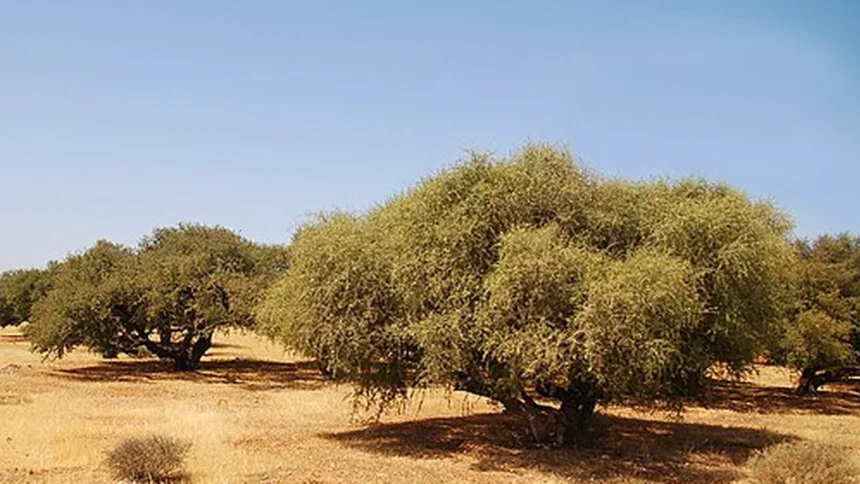 محمية الأركان بسوس ماسة وسط تحذيرات من تأثير مكافحة الجراد بالمبيدات