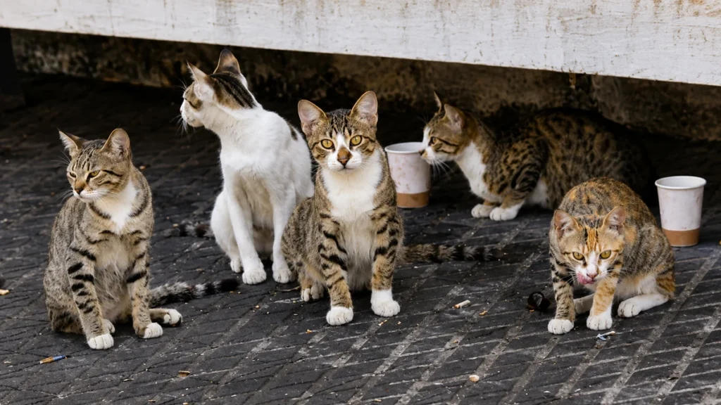 chats errants