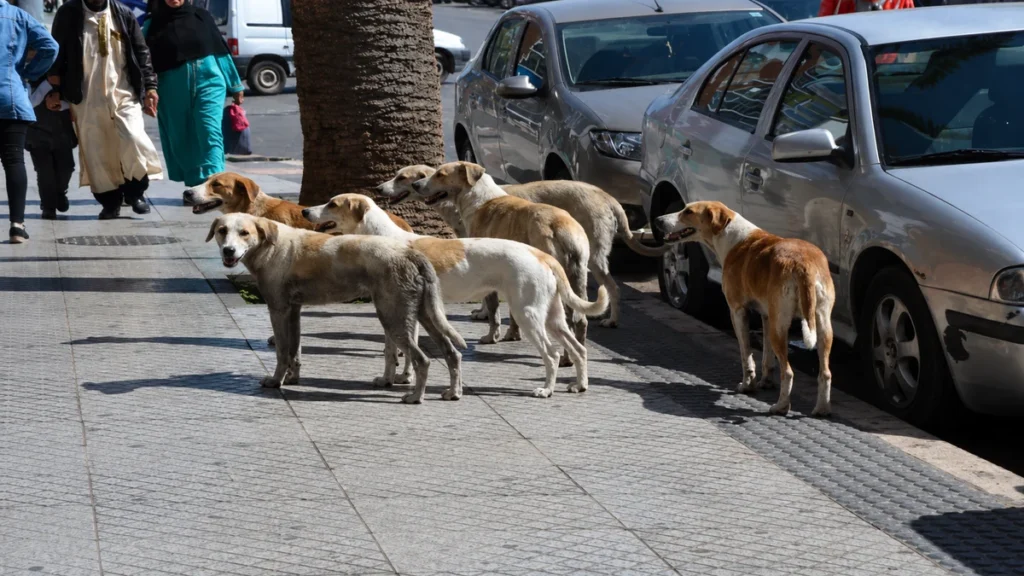 chiens errants