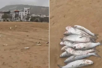 نفوق أسماك البوري بشاطئ أكادير يثير مطالب بالتحقيق