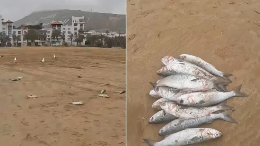 نفوق أسماك البوري بشاطئ أكادير يثير مطالب بالتحقيق