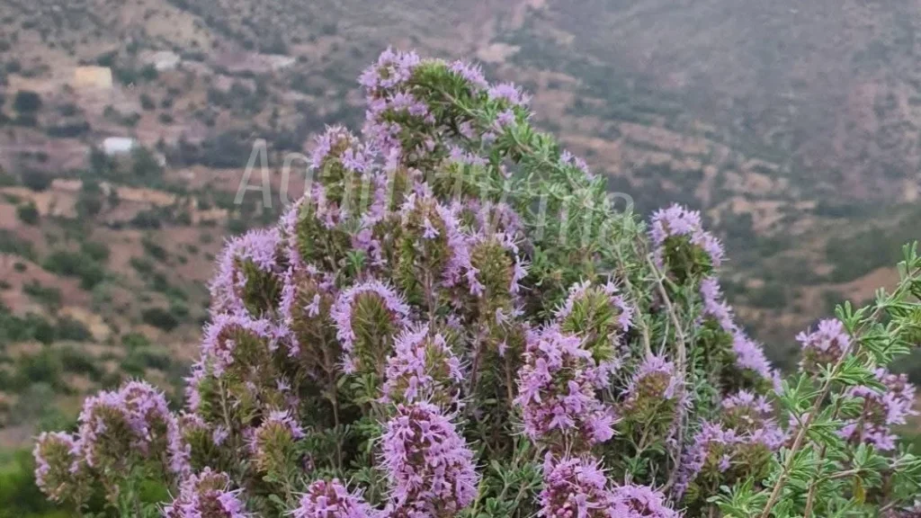tazouknite