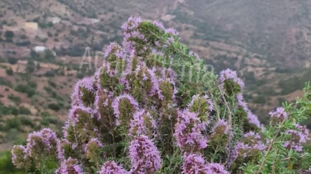إداوتنان ضواحي أكادير.. دعوات لحماية نبتة “تزوكنيت” من الاستنزاف وتثمين عسلها المحلي tazouknite