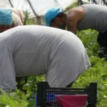 عاملة مغربية موسمية في حقول ويلبا الإسبانية