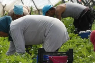 عاملة مغربية موسمية في حقول ويلبا الإسبانية