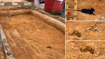 كلاب ضالة عالقة داخل قبو عمارة بأكادير منذ أكثر من يومين.. ومطالب بالتدخل (+ فيديو) Des chiens errants piégés dans le sous-sol d'un immeuble à Agadir