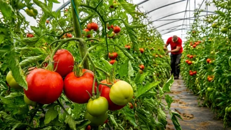 tomate